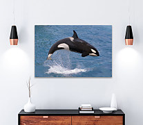 Obraz Kosatka dravá